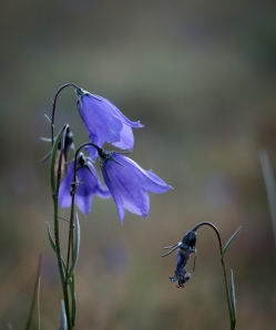 Blue Bells on the Hill